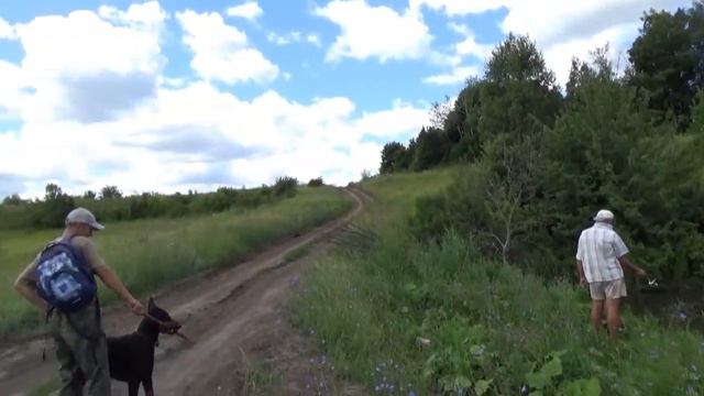 Я гуляю с доберманом Как выглядит доберман Doberman