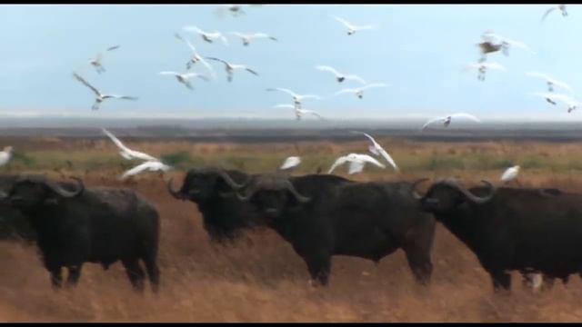 WILDLIFE SERENGETI | PART 2 | HD QUALITY | EN смотреть онлайн