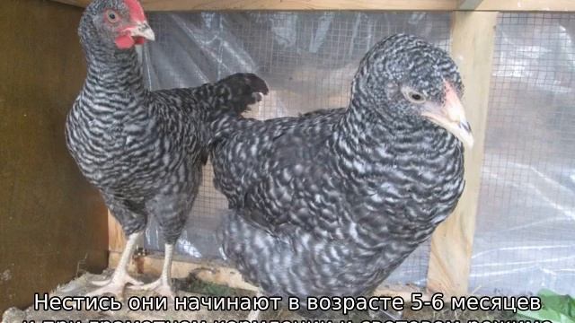 Куры Амрокс смотреть онлайн