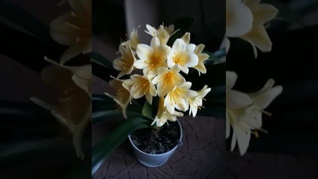 Кливия (жёлтая) смотреть онлайн