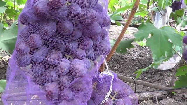 Сорт винограда Низина. Виноград 2014. смотреть онлайн