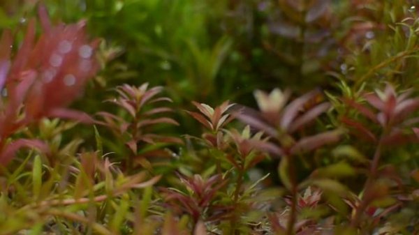Limnophila aromatica mini