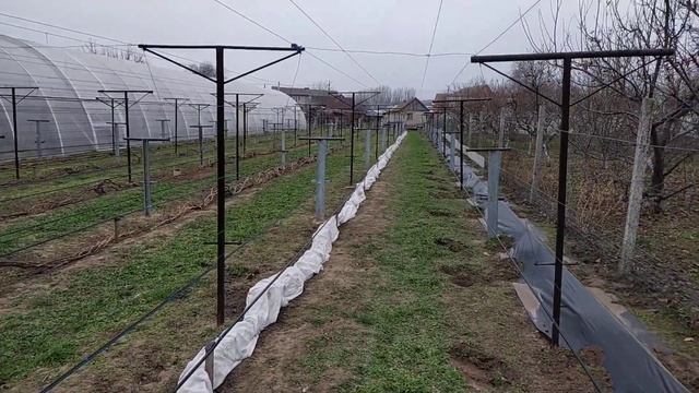 НУЖНО ЛИ УКРЫВАТЬ ВИНОГРАД НА ЗИМУ ? смотреть онлайн