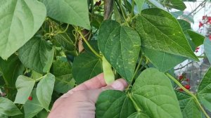 Спаржевая фасоль кустовая и вьющаяся. Ленинградская область. 22.08.2022