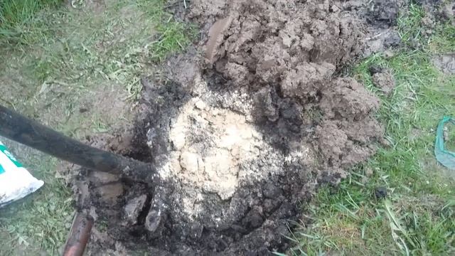 ??РОЗА НА ШТАМБЕ.Правила посадки? смотреть онлайн