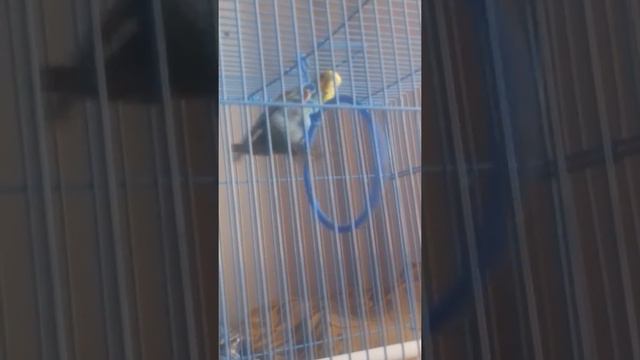 Тиша гимнаст😀🐦 смотреть онлайн
