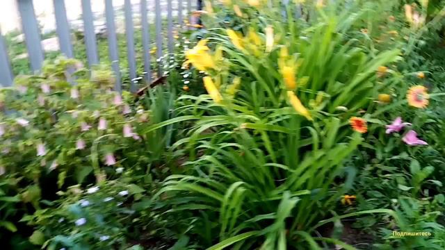 Какие Красивые Цветы Лилии ⚜️ смотреть онлайн