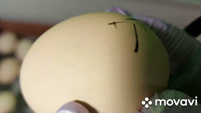 Бройлеры. Инкубирование яиц бройлеров. Девятнадцатый день, что надо сделать. смотреть онлайн