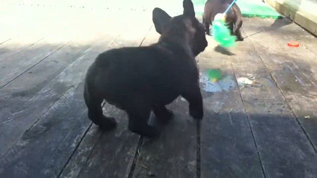 щенки французского бульдога 2 девочки в продаже смотреть онлайн