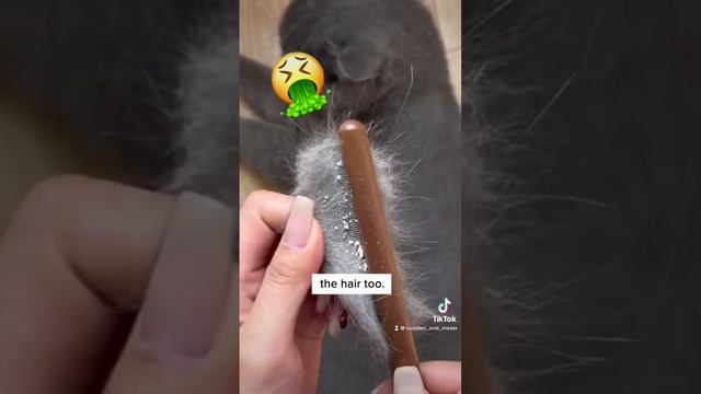 Trim Cats Nails With Eyes Closed ?? смотреть онлайн