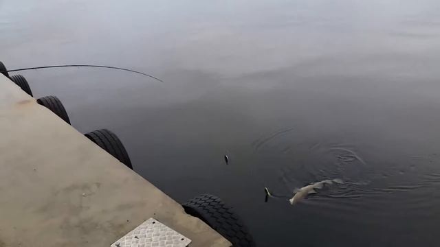 Норвежская Треска!