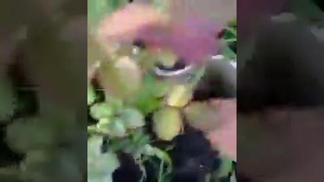 Розы из черенков очень просто ,цветение в первый же год смотреть онлайн