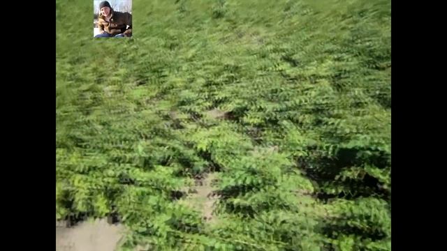 Результат посаженой картошки под мини мотоблок без лопаты смотреть онлайн