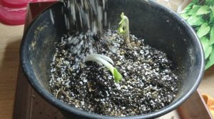 Посадка Хосты в горшок!