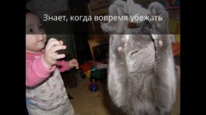 Русский голубой кот | Жизнь в семье с двумя детьми