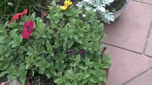 как и когда черенковать вегетку для сохранения. смотреть онлайн