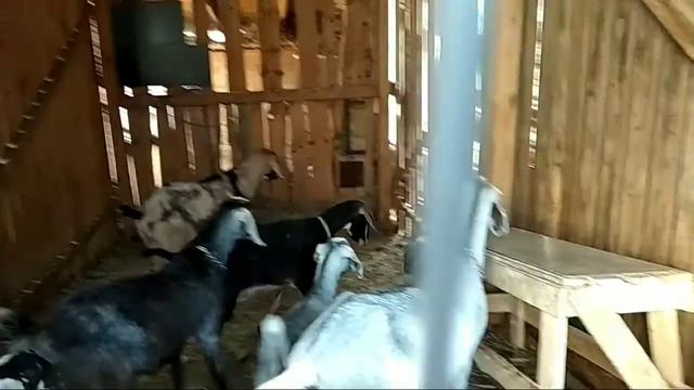 Хельга выбирается из вольера смотреть онлайн