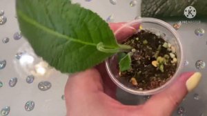 Размножение стрептокарпуса листом в домашних условиях. Два способа