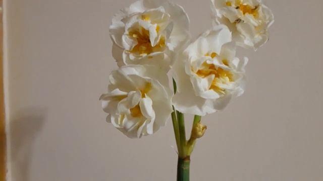 #narcissus / Нарцисс Абба ( лат. Narcissus). Секундочку с красотой. Остановите взгляд и отдохните.