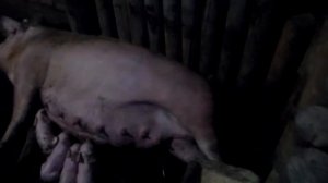 Признаки близкого опороса свиноматки и сам опорос.