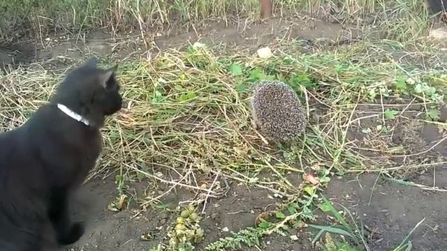 Кот против ежика