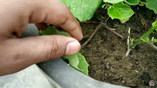 Grow and care cineraria plan and get more flowers/सिनेरारिया के पौधे की देखभाल व लगाने का तरीका смотреть онлайн