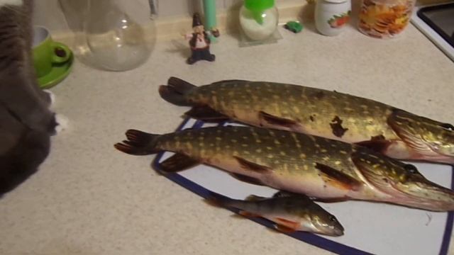 Какую рыбу принес муж с рыбалки. смотреть онлайн