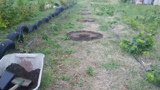 Прививки фундука на МЕДВЕЖИЙ орех. смотреть онлайн