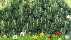 Сосна горная Мугус ? Обзор: посадка и уход. саженцы, крупномеры сосны Мугус: описание и особенности