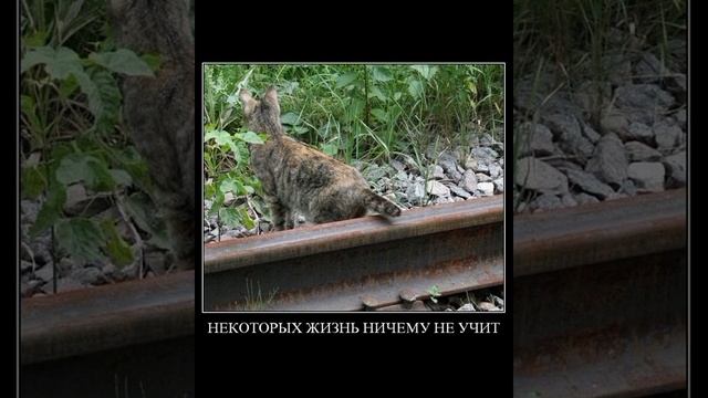 Верхом на звезде, ни минуты покоя, кошка вот чо это такое? Смешные картинки / #приколы с озвучкой смотреть онлайн