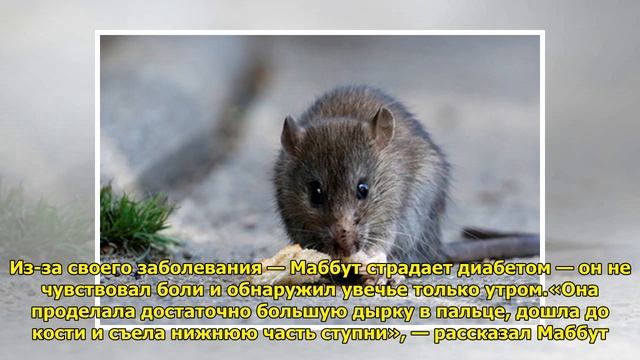 Бывшего игрока сборной Англии изувечила африканская крыса смотреть онлайн