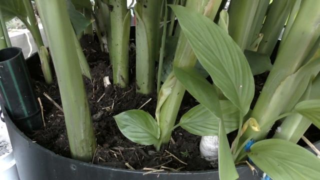How to Grow Turmeric смотреть онлайн