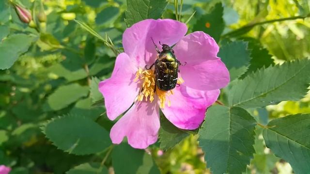 Жук бронзовка смотреть онлайн
