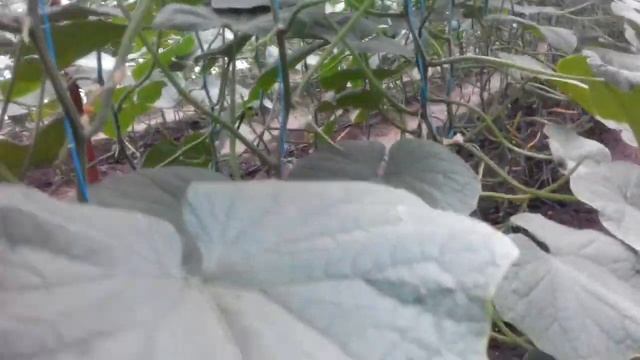 Удаляем макушки и листья у огурцов смотреть онлайн