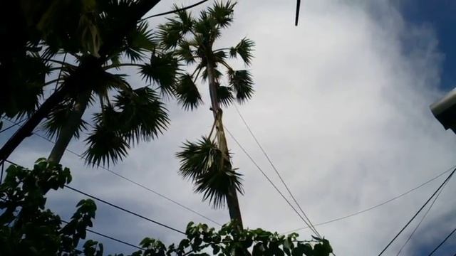 стрижка пальм, Trimming of palm trees смотреть онлайн