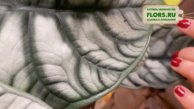 Алоказия Сильвер Дракон - волшебная алоказия | Кожаные листья прекрасного растения смотреть онлайн