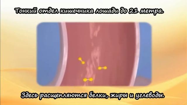 Питание млекопитающих. На примере лошади. смотреть онлайн