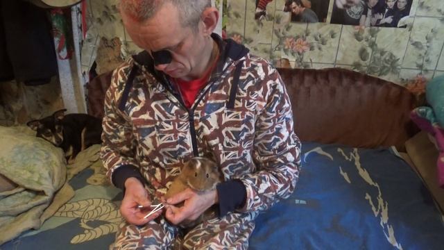 постригаю коготки морской свинки омеге смотреть онлайн