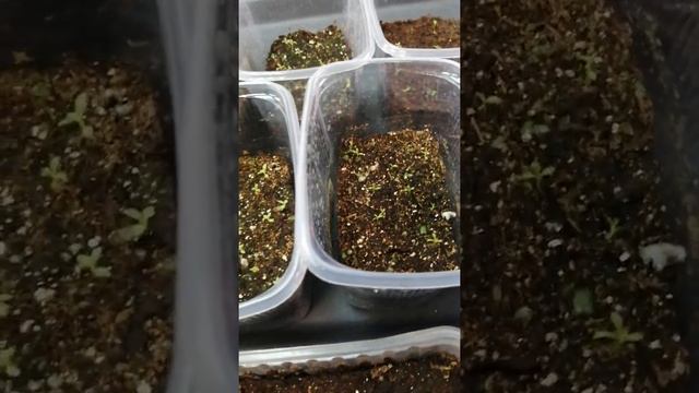 Первая подкормка эустмы петунии.