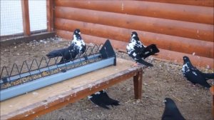 Мордовские чернорябые голуби 18 04 14