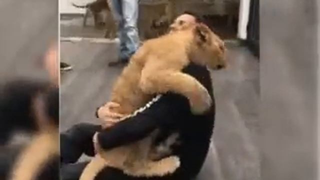 Необычная дружба человека и животных смотреть онлайн