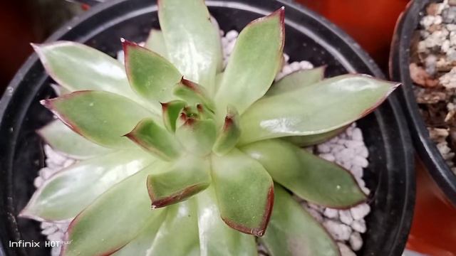 SUCCULENT NAMES / SUCCULENT IDENTIFICATIONS смотреть онлайн