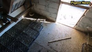 ДЕЗИНФЕКЦИЯ ГОЛУБЯТНИКА НАТУРАЛЬНЫМ СРЕДСТВО