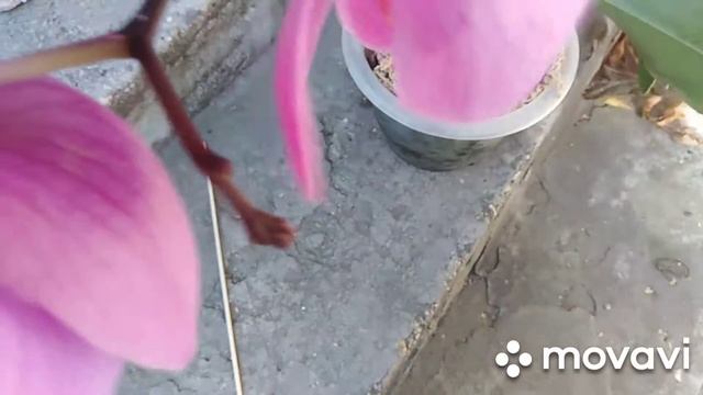 Орхидея и слизни,уличный опыт.Крассула, хлорофитум и сеткреазия смотреть онлайн