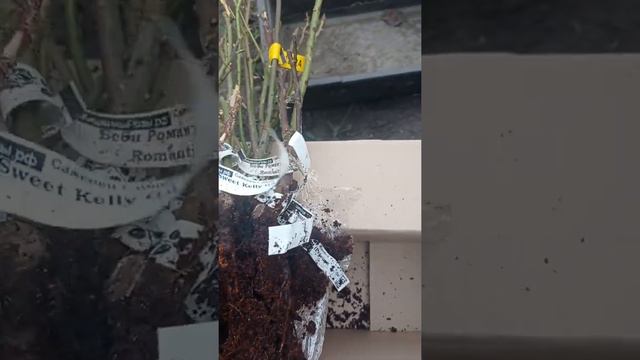 Розы из питомника Мишкины розы.