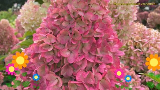 Гортензия метельчатая. Краткий обзор, описание характеристик Hydrangea Paniculata Redlight