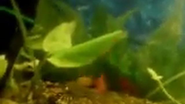 Плавает гупёшка смотреть онлайн