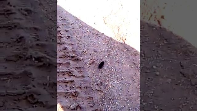 жизнь жука смотреть онлайн