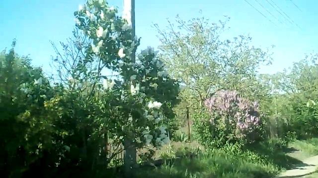 Белая сирень смотреть онлайн