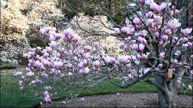 Magnolia Verbanica смотреть онлайн